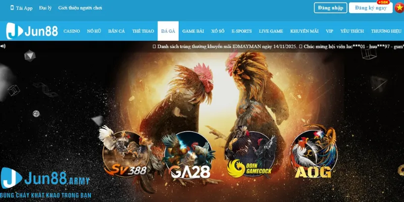 Đá gà quy tụ các sảnh hot