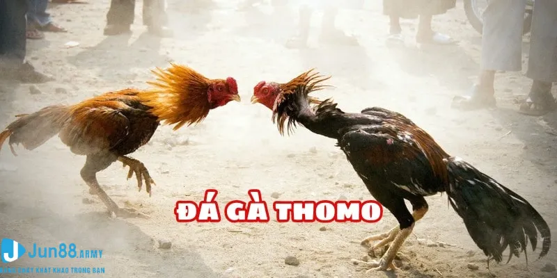 Chọi gà Thomo kinh điển tại Jun88