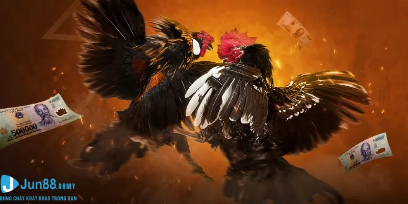 Lướt nhanh thông tin về đá gà Philippines